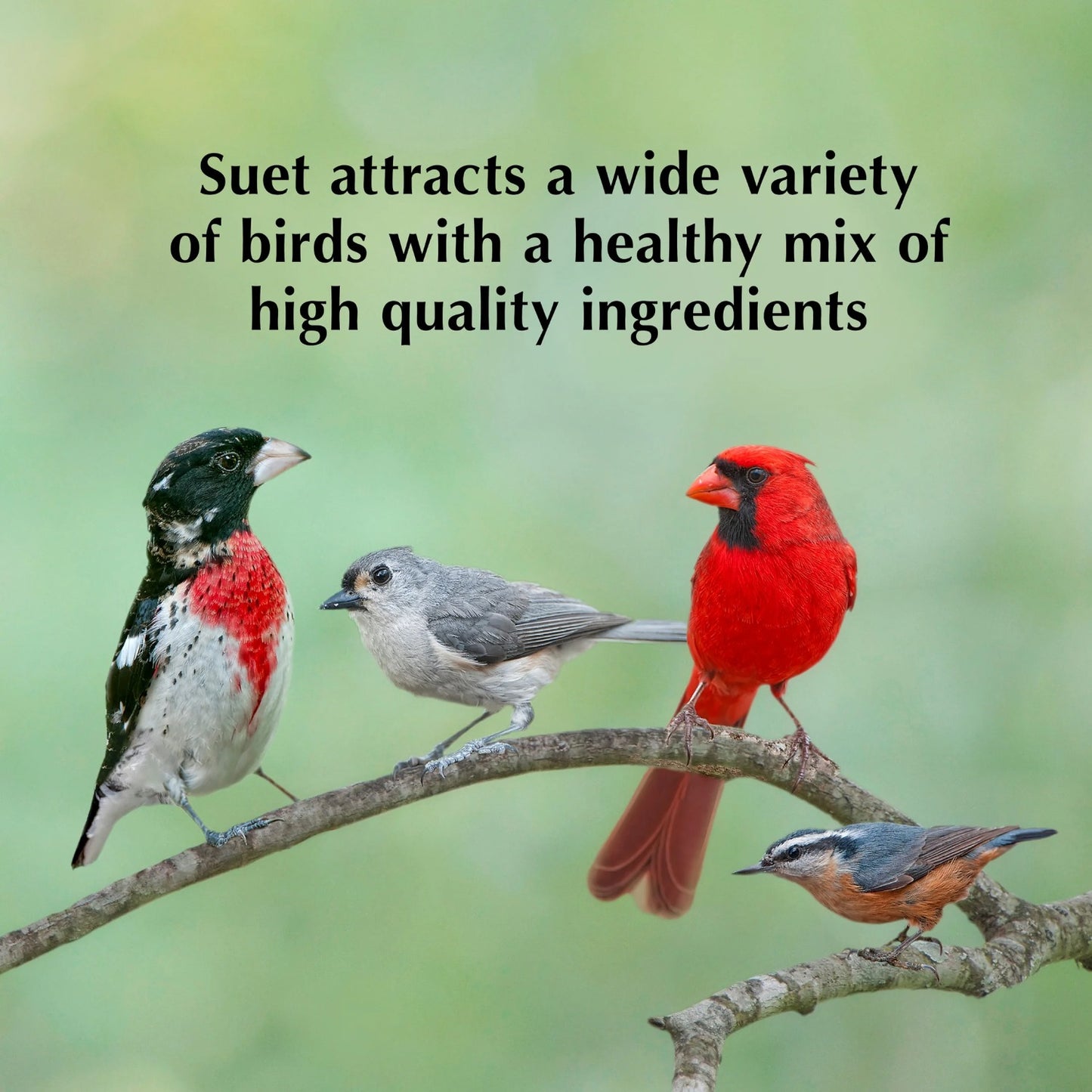 Orange-Flavored Wild Bird Food - High-Energy Blend for Fruit-Eating Birds, Suitable for Year-Round Feeding in Cake Feeders 11.75 Ounces