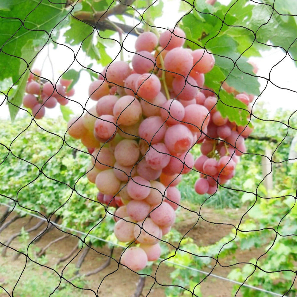 100" x 50" Anti Bird Netting Mesh Nylon For Fruit Crop Plant Tree For Protecting Trees from Bird, Poultry, Aviary