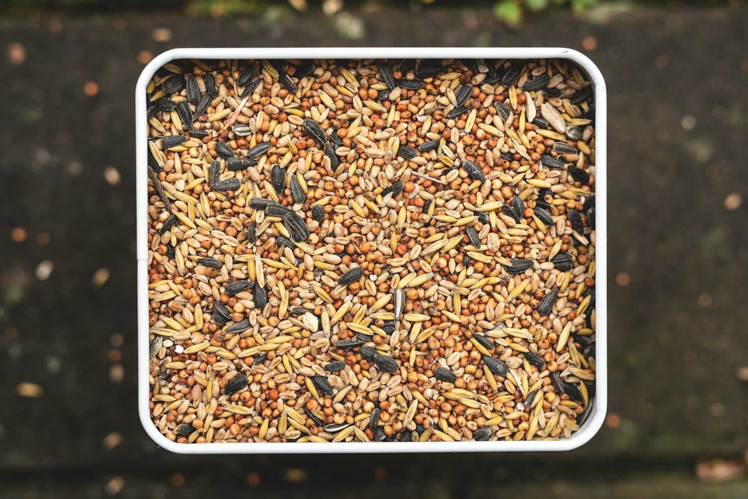Bird Seeds