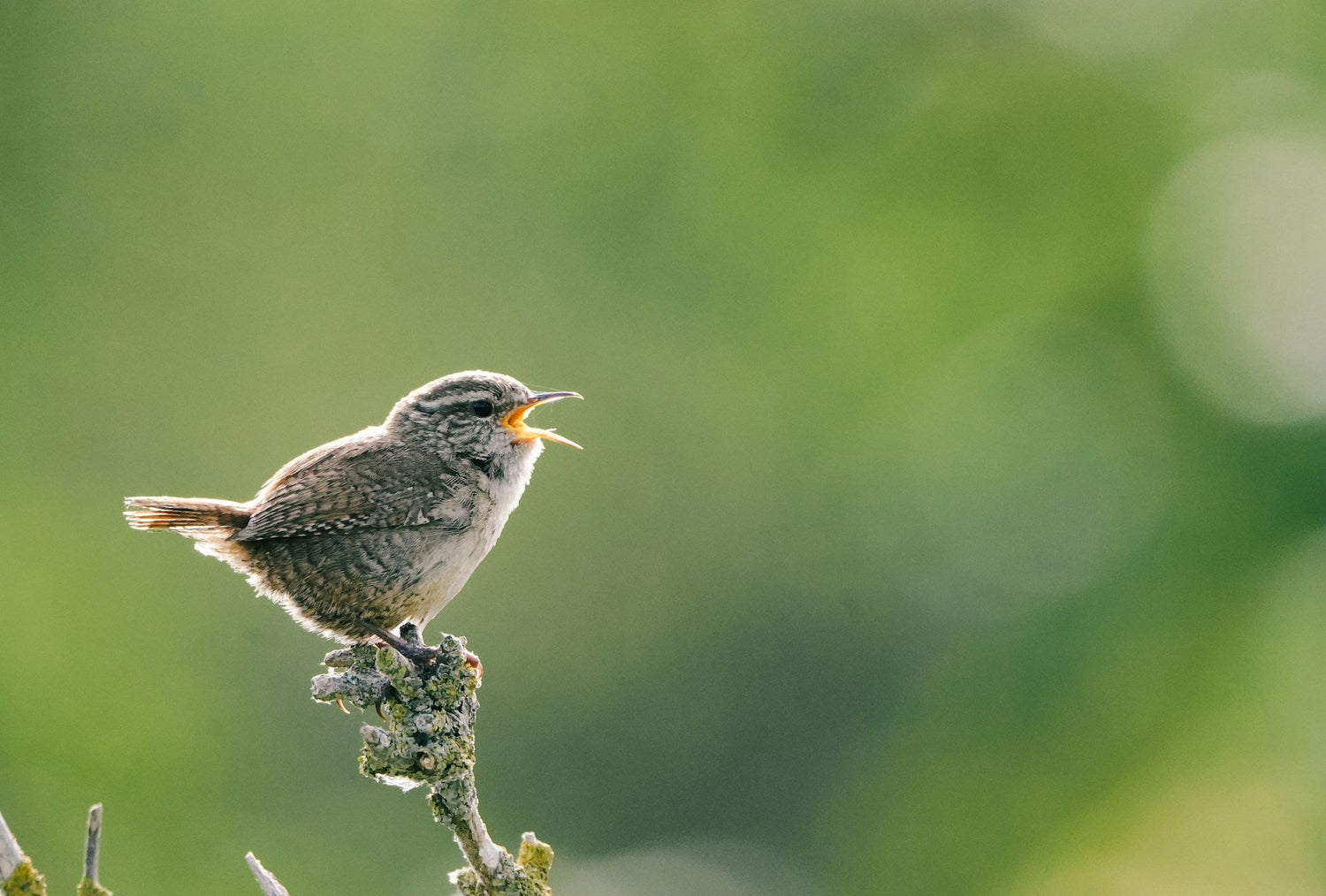 Bird Sounds