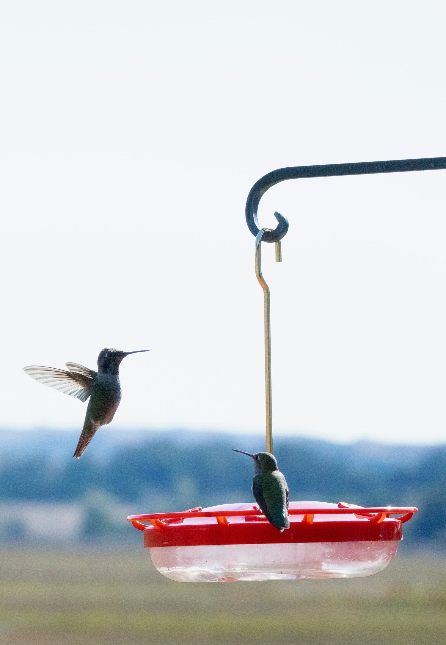 Humming Birds