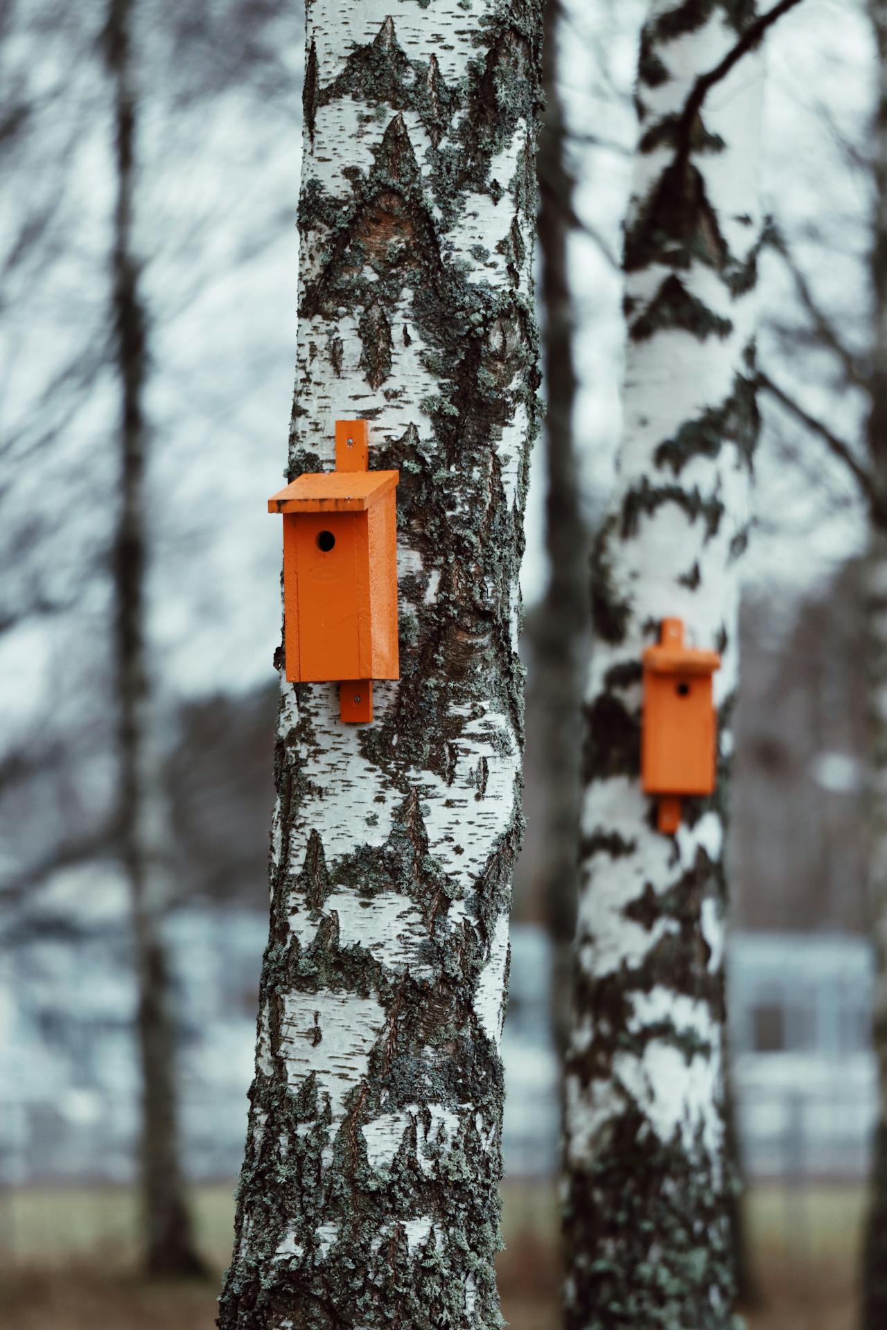 Bird Houses