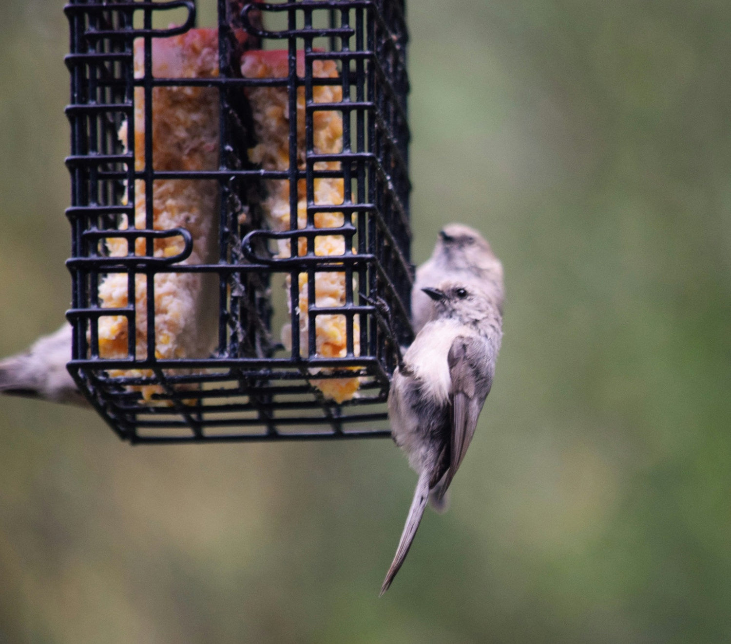 Suet